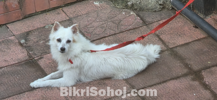 German spitz